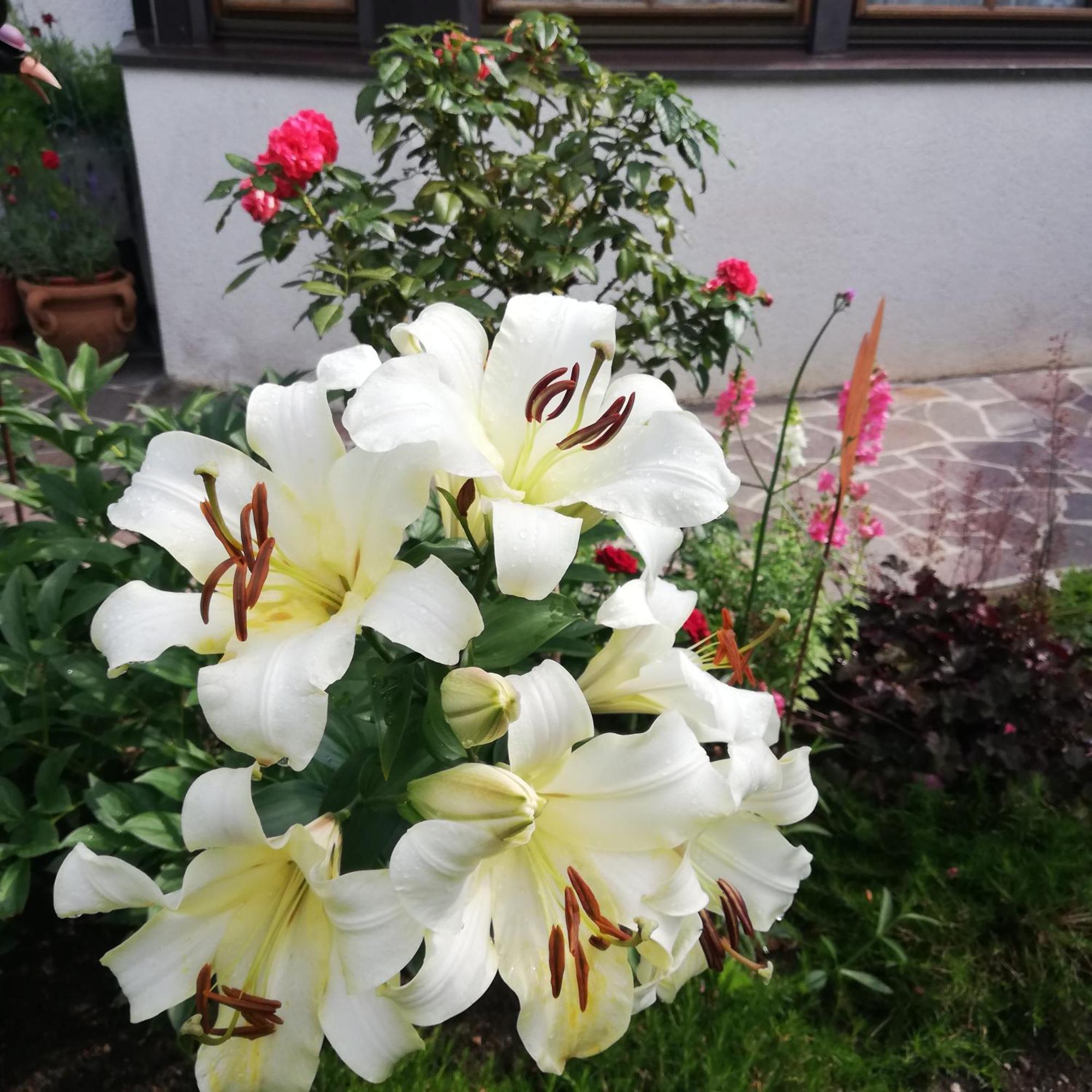 Haus Sonnengarten-lienz * Lienz